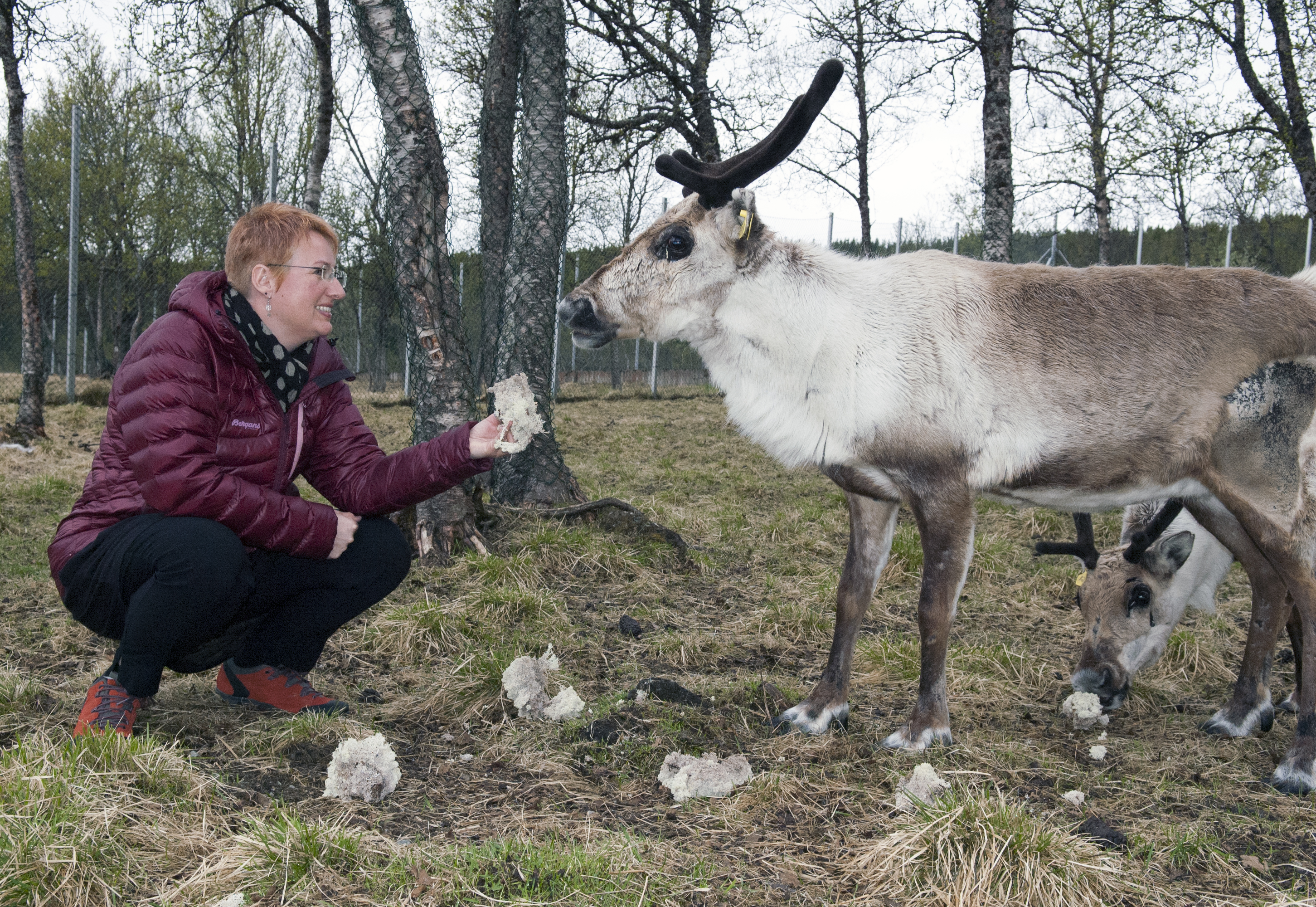 Monica Alterskjær Sundset er ofte inne hos reinsdyra i forbindelse med sin forskning. Foto: Karine Nigar Aarskog